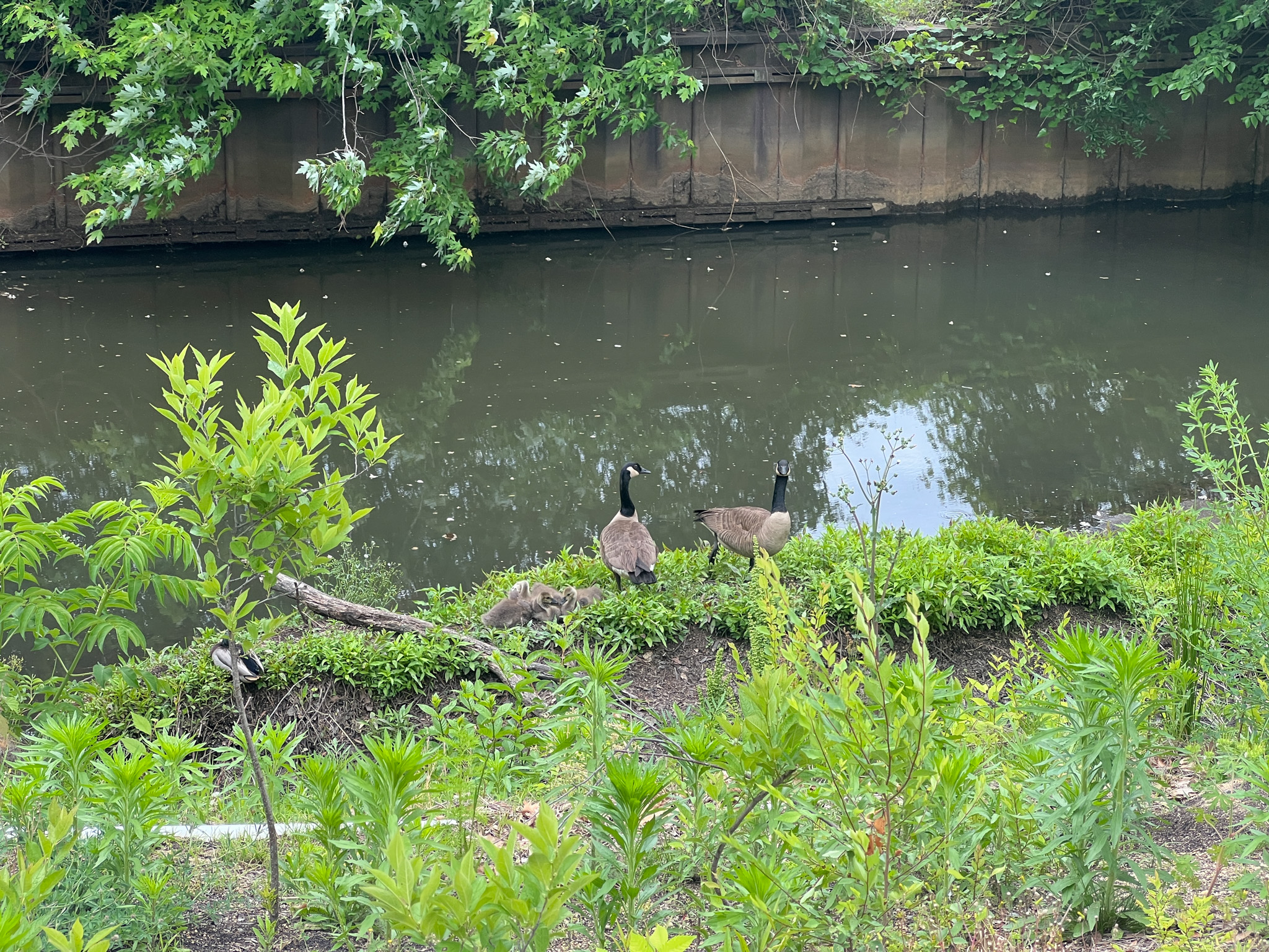 Two geese sit beside a stream surrounded by plants.