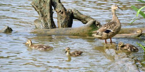 Ducks